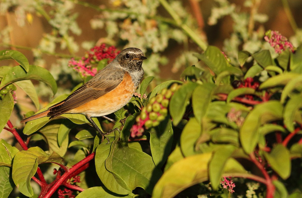 Common Redstart - Lefteris Kakalis