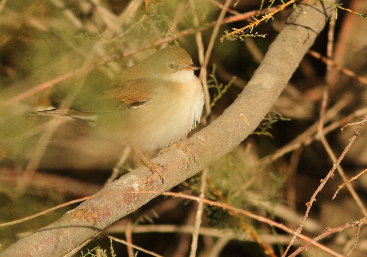 Greater Whitethroat - Lefteris Kakalis