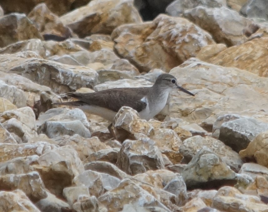 Common Sandpiper - ML709514