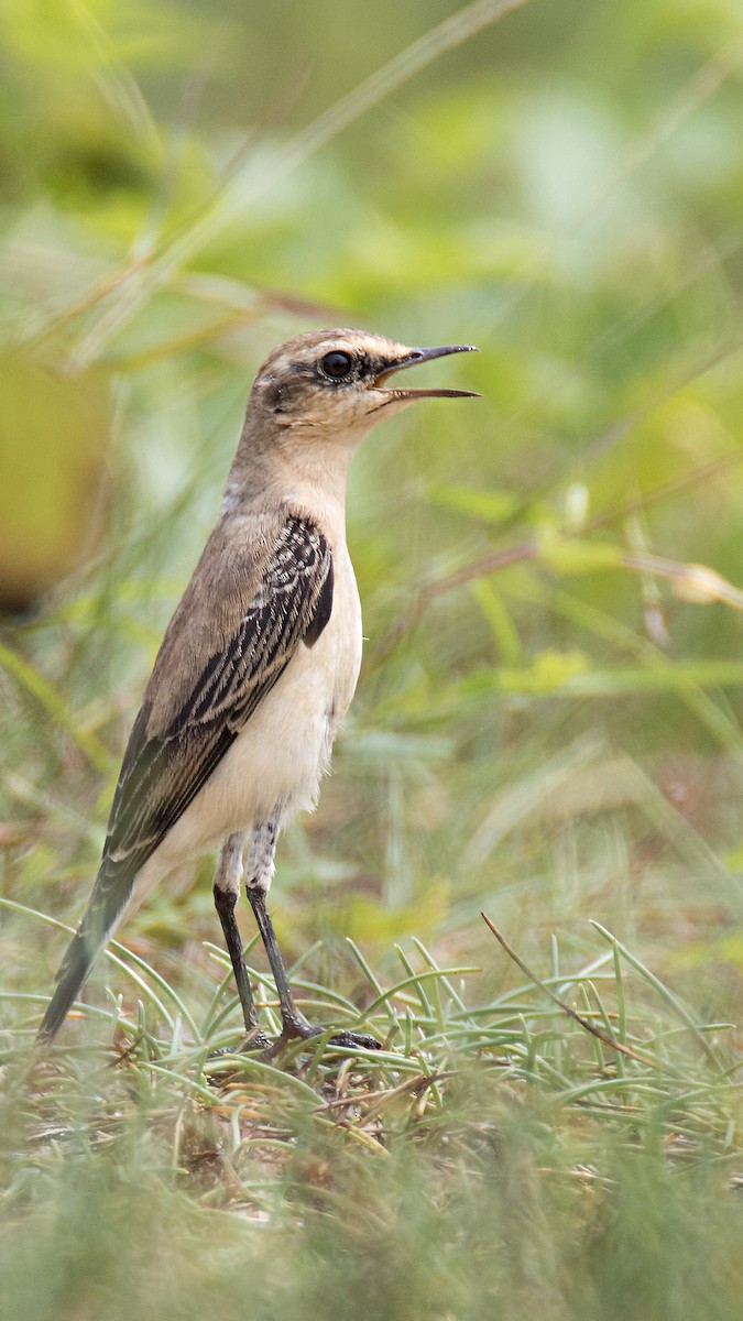 Northern Wheatear - Ribish Thomas