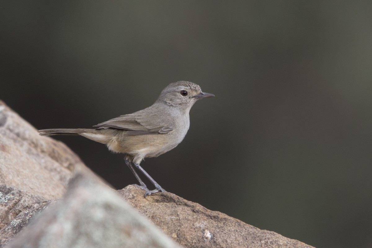 Séricorne rougegorge - ML70952781