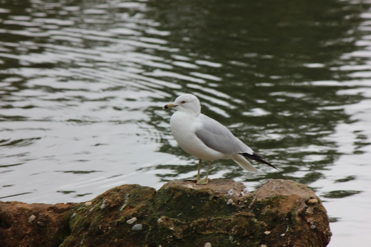 Ring-billed Gull - ML70952931