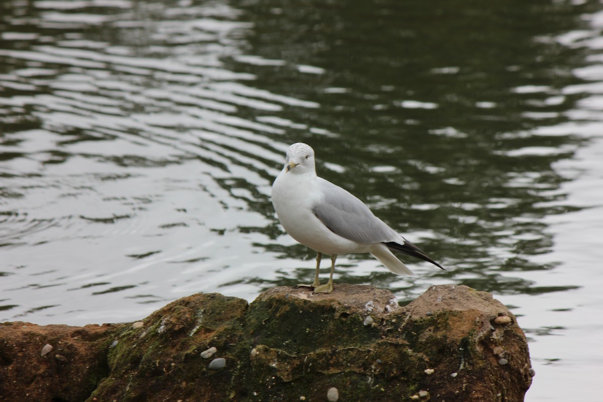 Ring-billed Gull - ML70952941