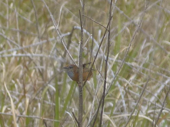 Southern Emuwren - Ivan and Sandra Reynolds