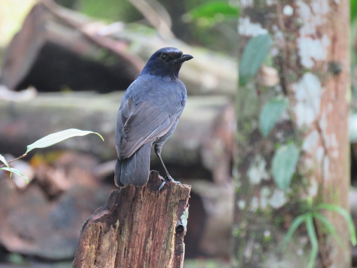 Javan Whistling-Thrush - Jack Noordhuizen