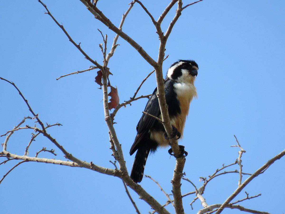 Black-thighed Falconet - Jack Noordhuizen