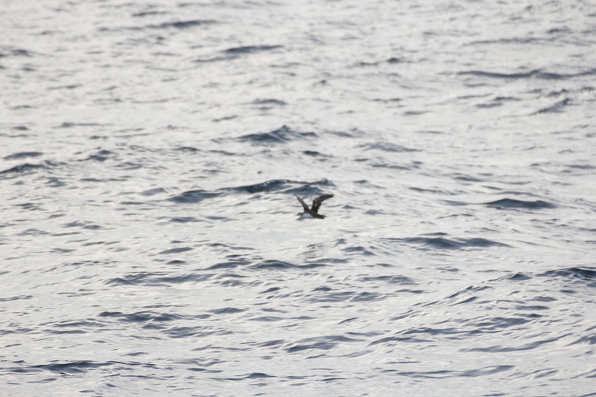 Persian Shearwater - ML70954821