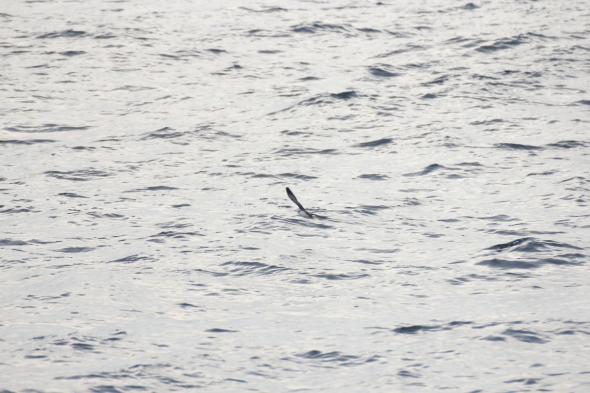 Persian Shearwater - ML70954831