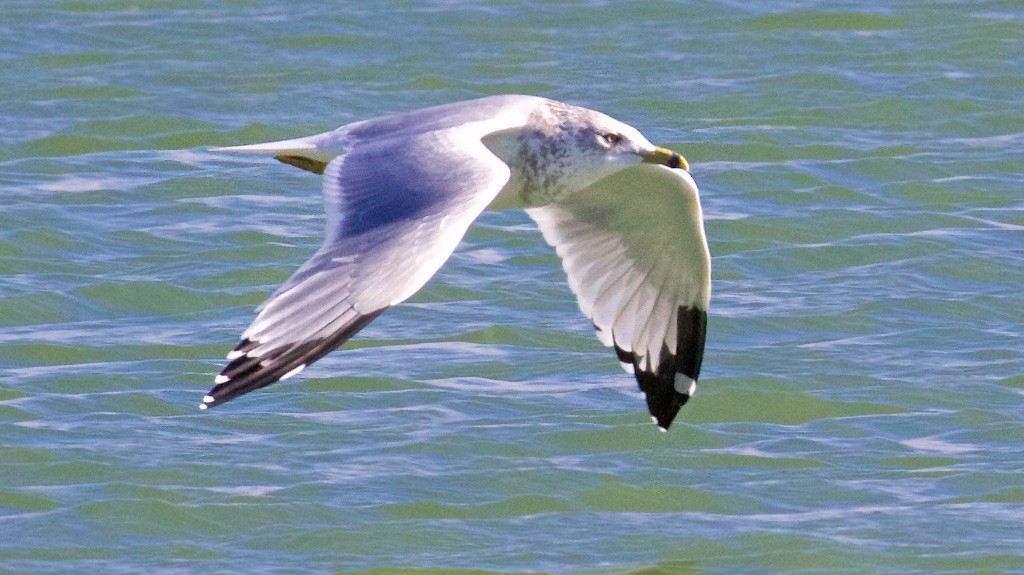 Ring-billed Gull - ML70955361