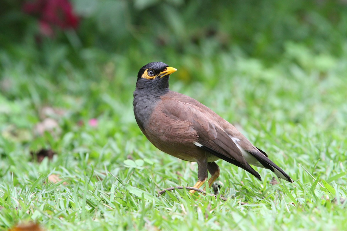 Common Myna - ML70956461