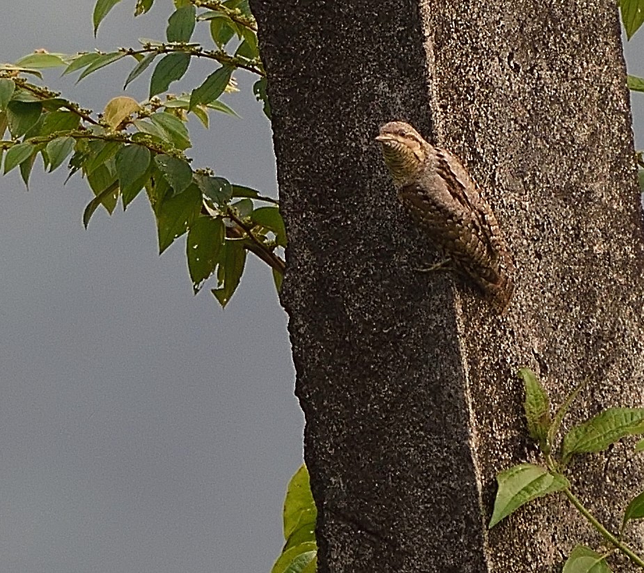 Eurasian Wryneck - ML70957371