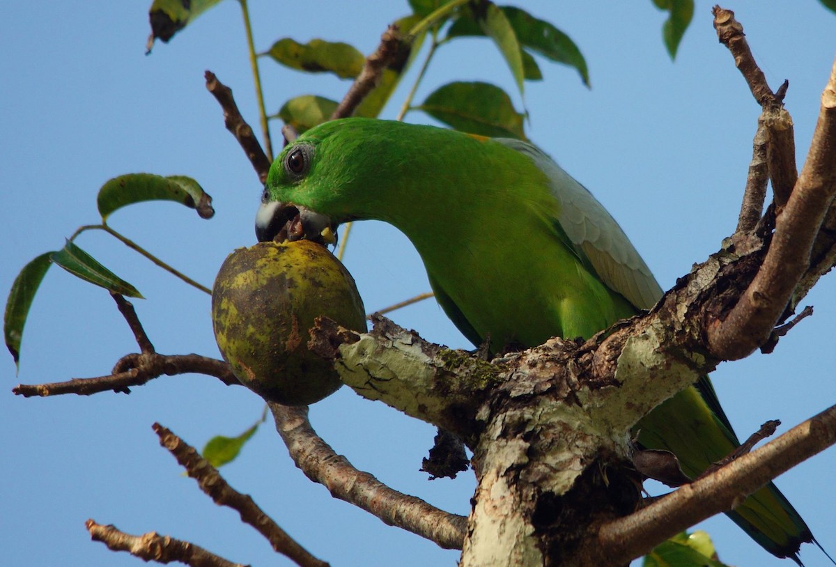 Golden-mantled Racquet-tail - Opwall Indonesia