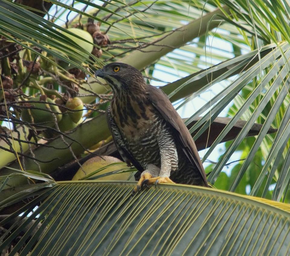 Águila de Célebes - ML709580