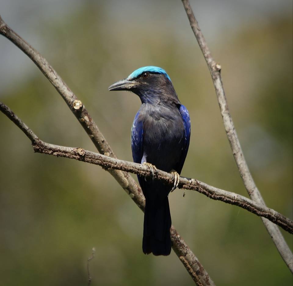 Purple-winged Roller - ML709582