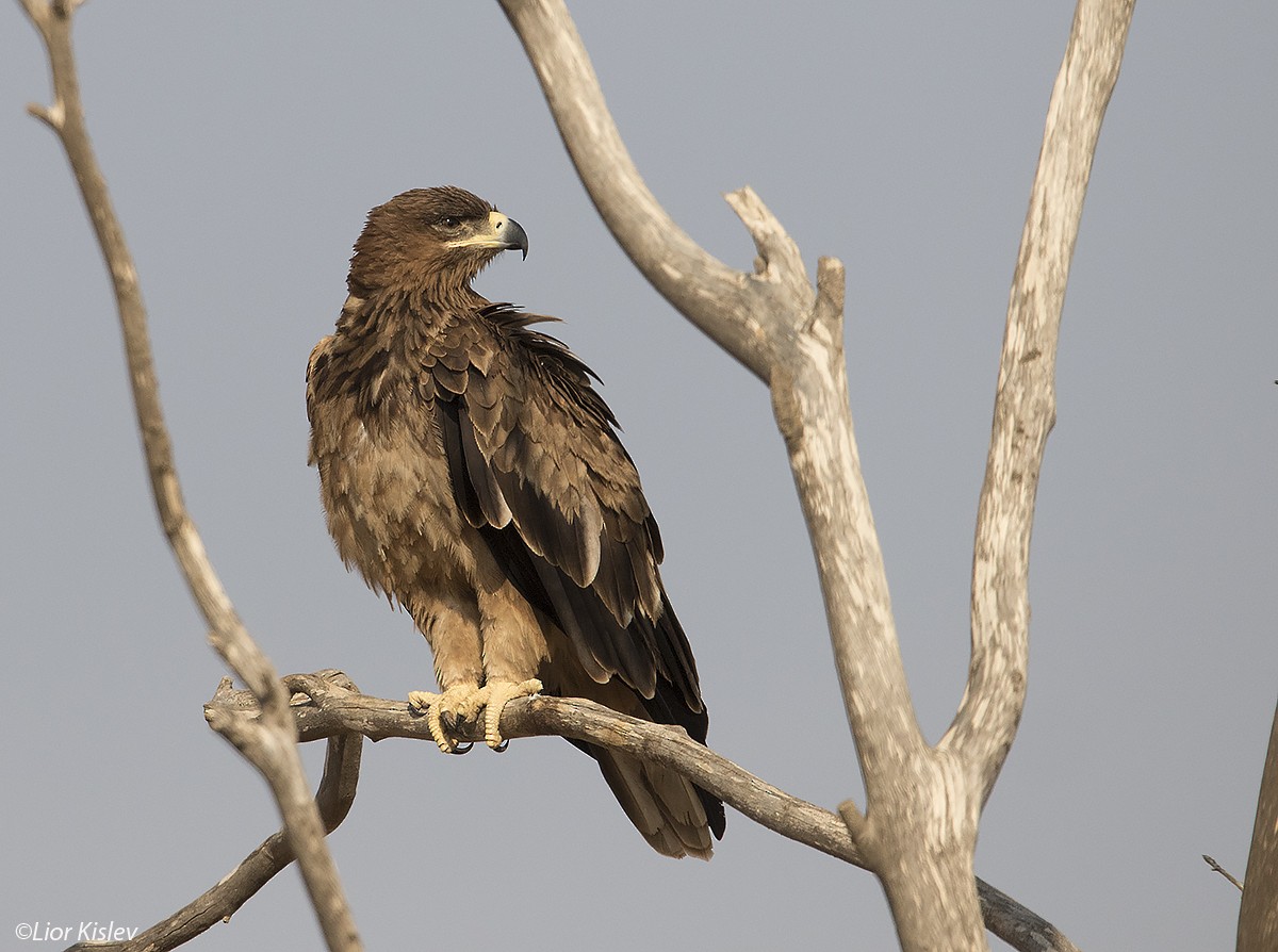 Tawny Eagle - ML709585