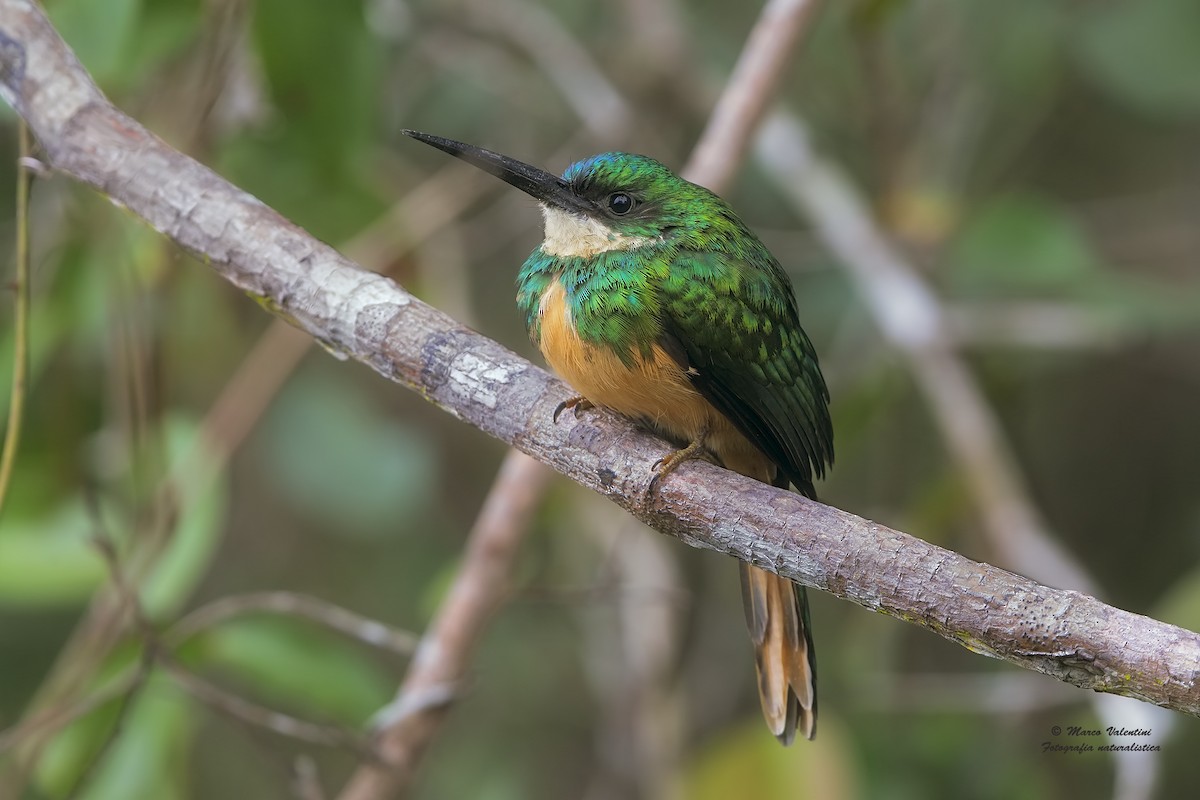 Rufous-tailed Jacamar (Spot-tailed) - Marco Valentini
