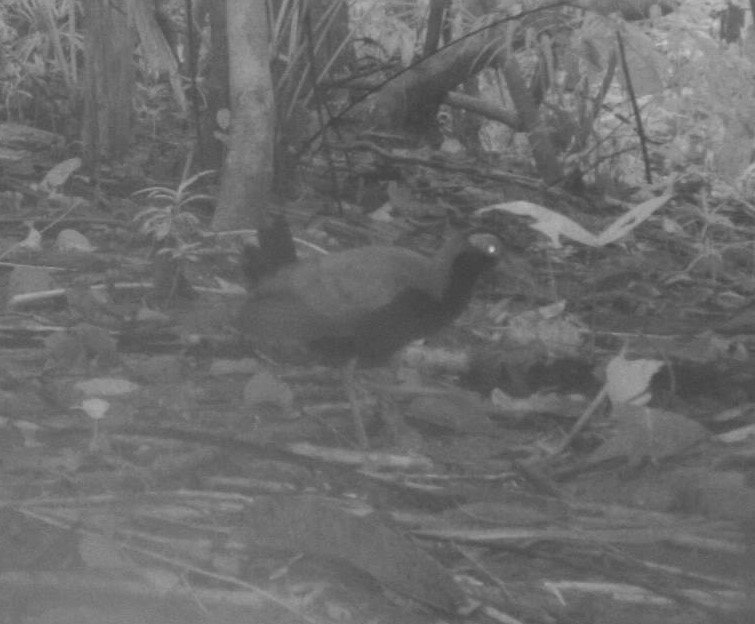 Blue-faced Rail - ML709590