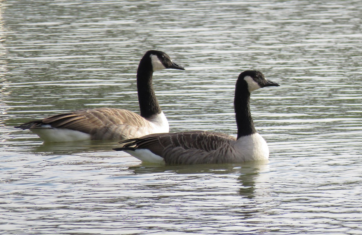 Canada Goose - Henk Sierdsema