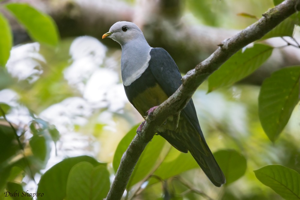 Black-backed Fruit-Dove - ML709625