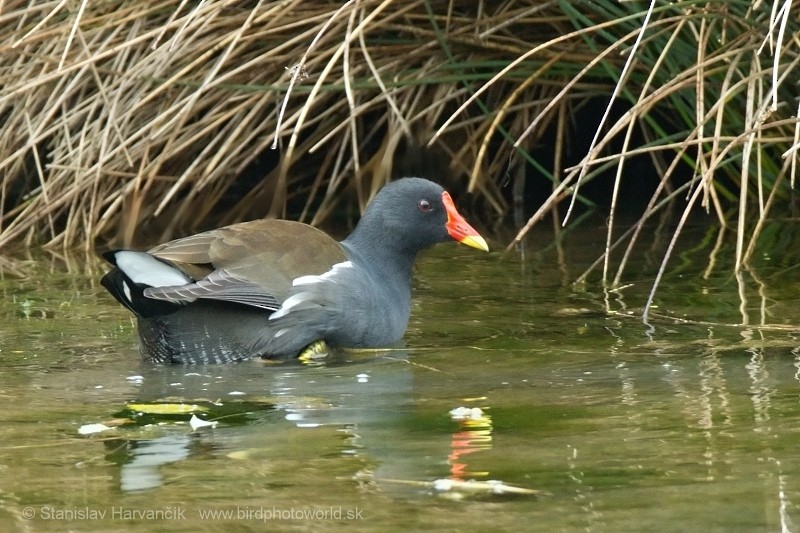 Gallinule poule-d'eau - ML709626