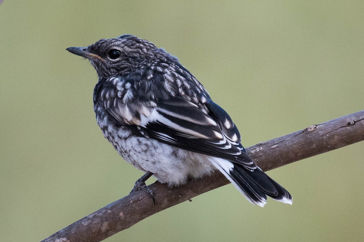 Hooded Robin - ML70964221