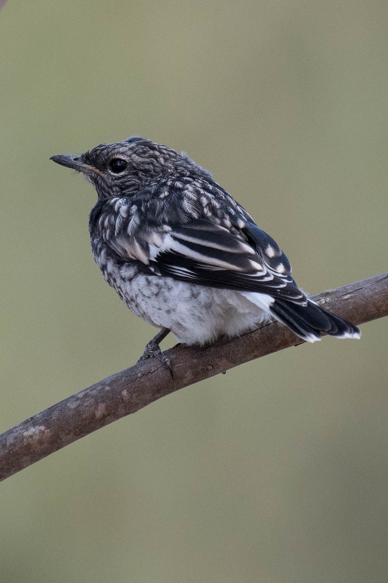 Hooded Robin - Terence Alexander