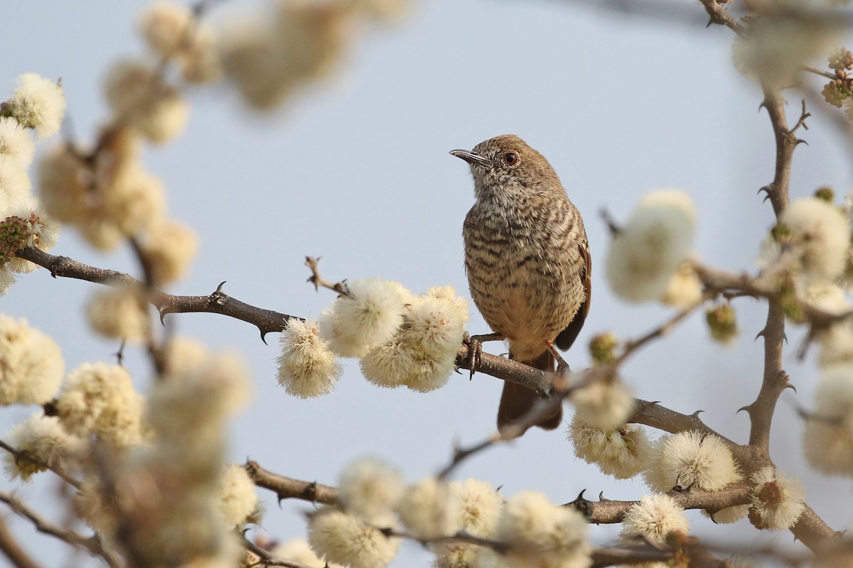 Barred Wren-Warbler - Charley Hesse • Naturally Adventurous Podcast