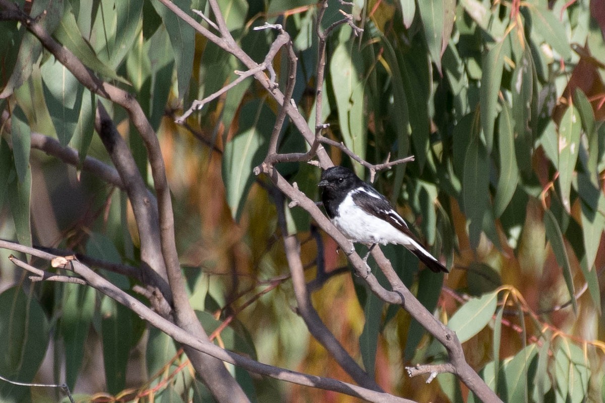 Hooded Robin - ML70964411