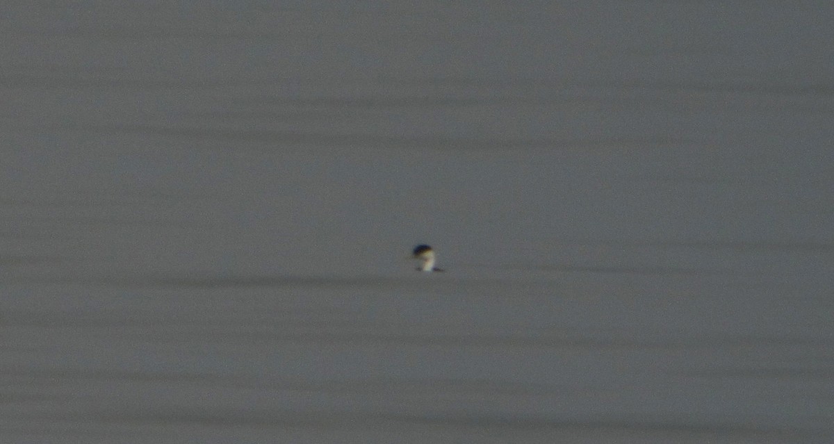 Western Grebe - Willie D'Anna