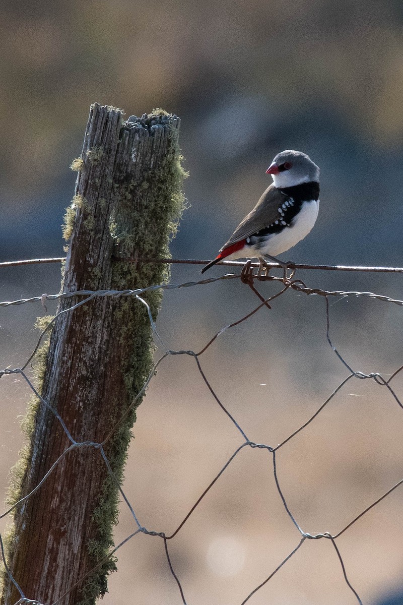 Diamond Firetail - ML70964551