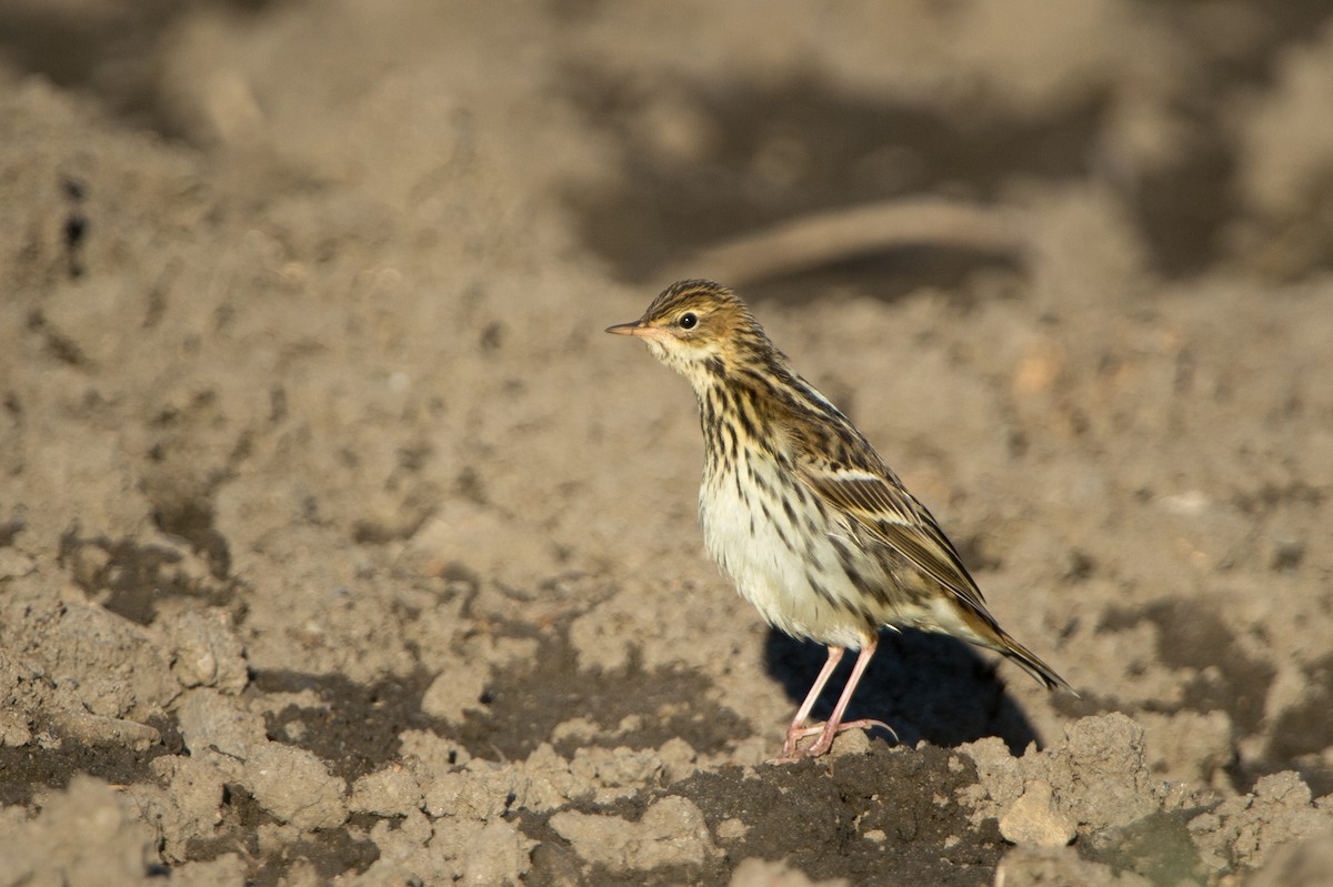Pechora Pipit (Pechora) - Marc FASOL