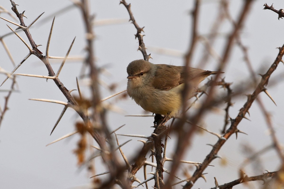 Yellow-bellied Eremomela - ML70965551