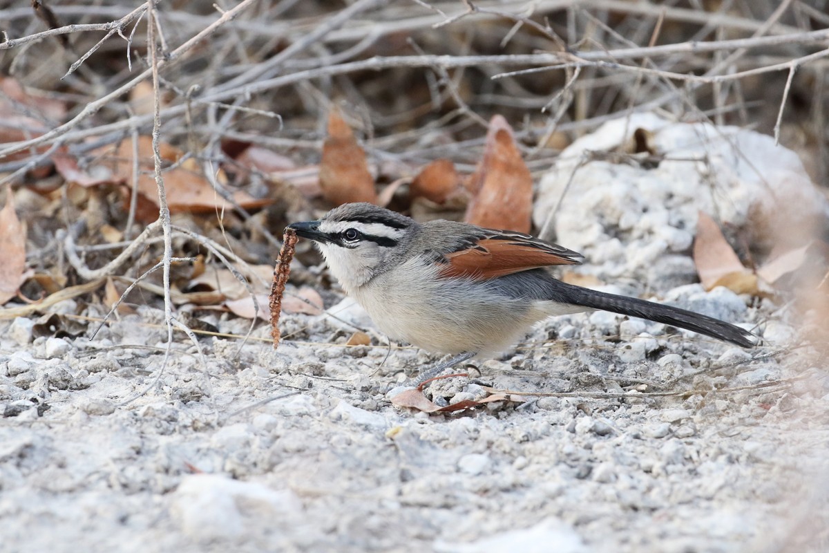 Brown-crowned Tchagra - Charley Hesse • Naturally Adventurous Podcast