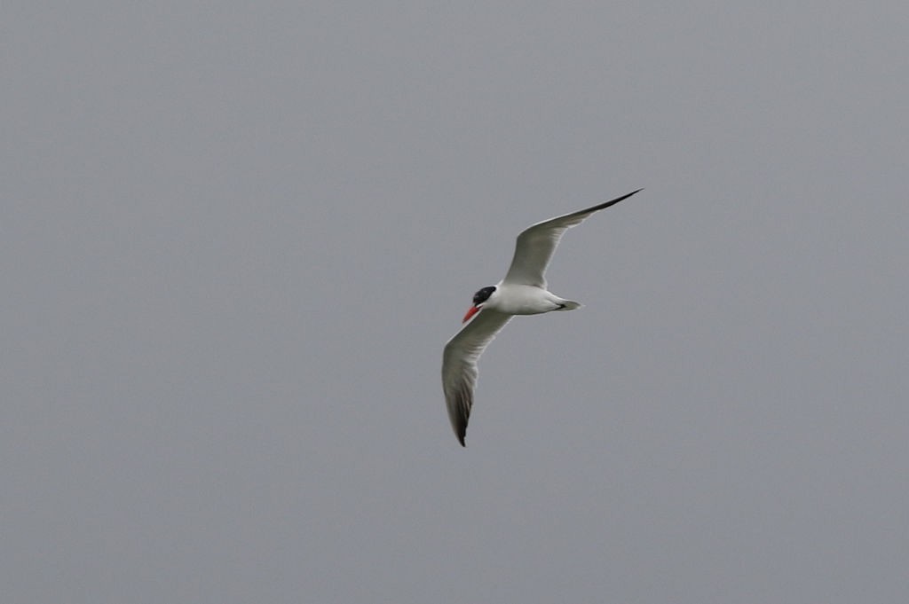 Caspian Tern - William Hull