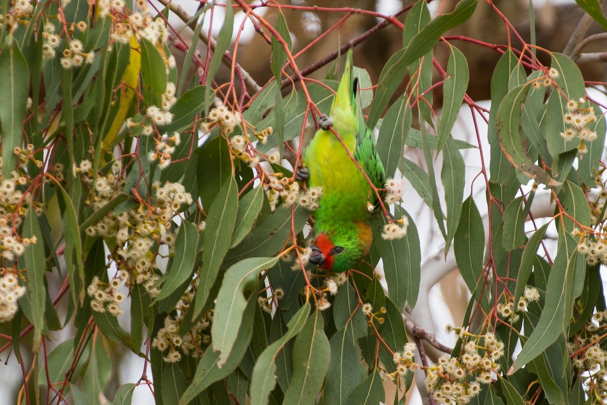 Little Lorikeet - ML70967781