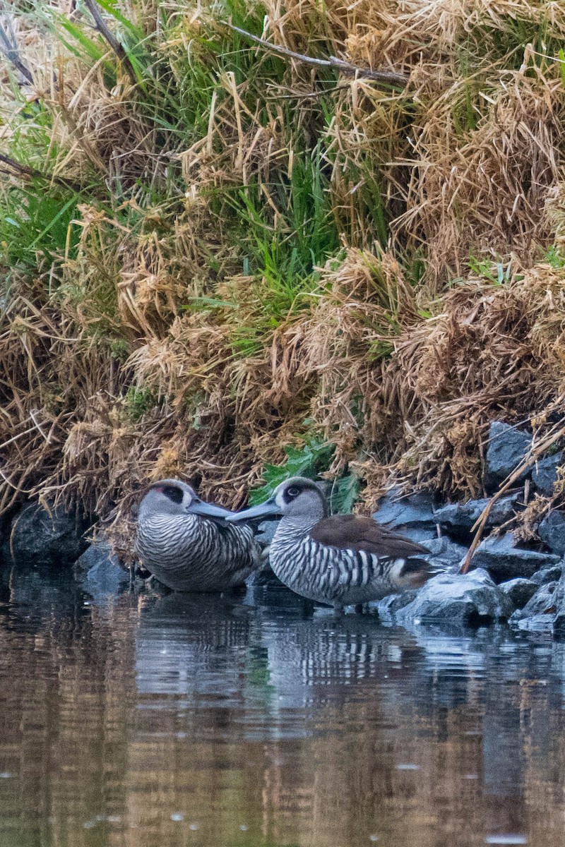 Pink-eared Duck - ML70968061