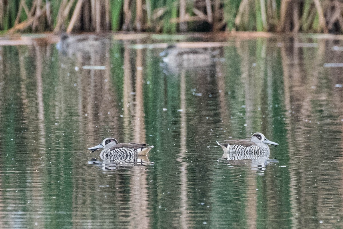 Pink-eared Duck - ML70968081