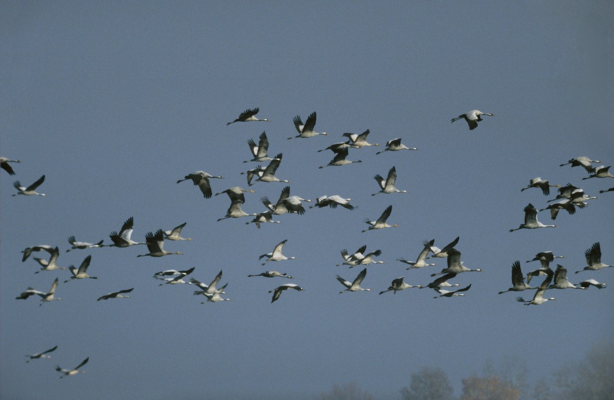 Common Crane - ML709683