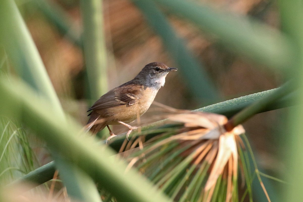 Little Rush Warbler - ML70968601