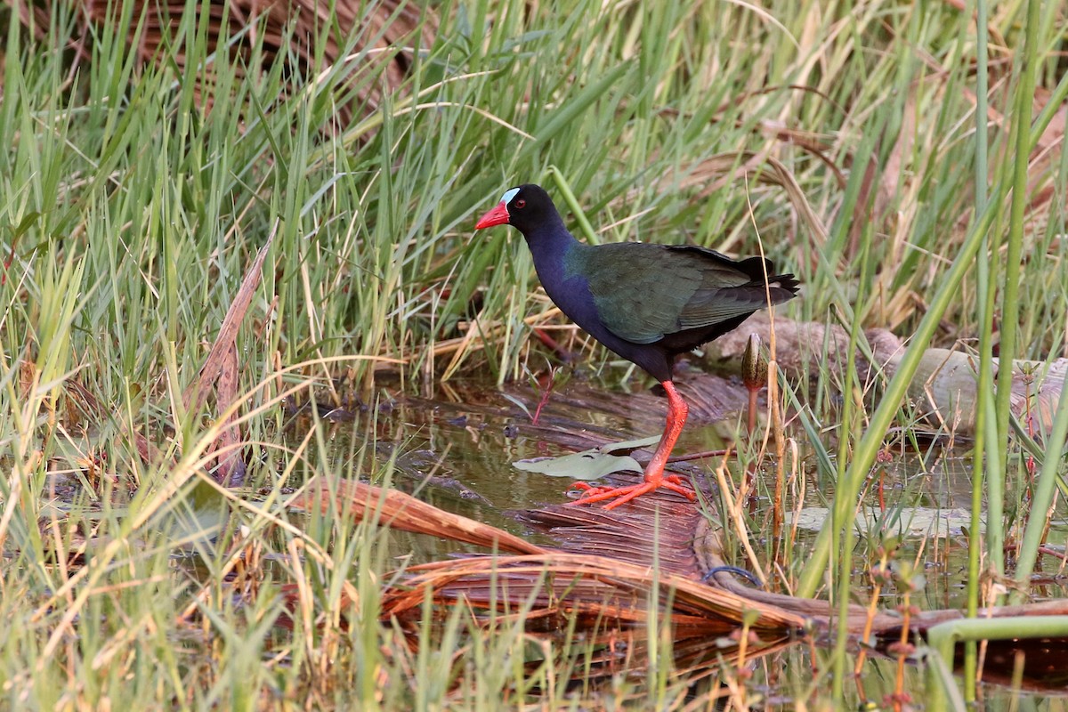 Allen's Gallinule - ML70968801