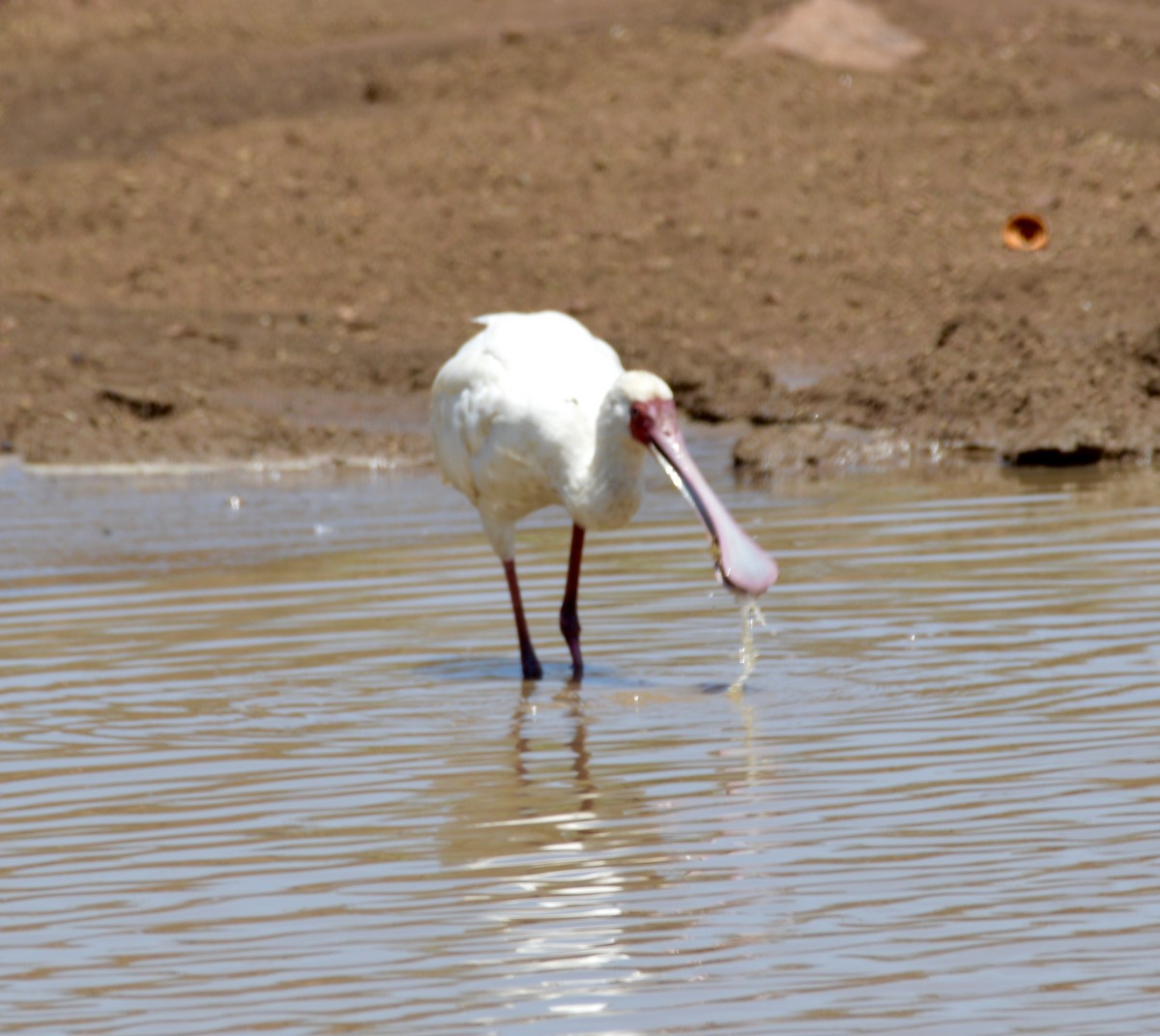 African Spoonbill - Joachim Trumpelmann