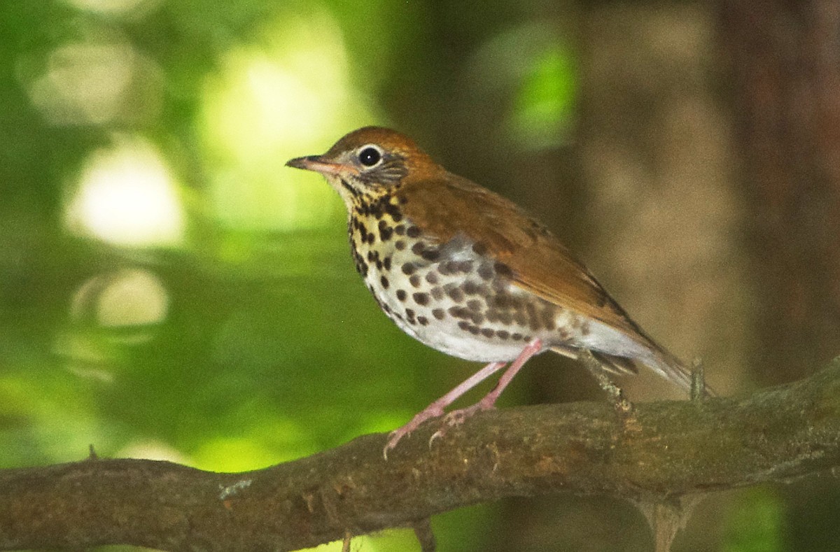 Wood Thrush - Mary Caldwell