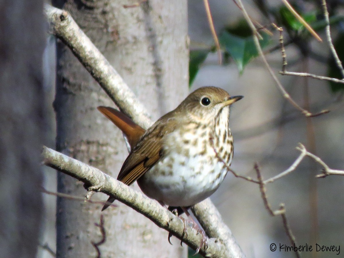 Hermit Thrush - ML70969621