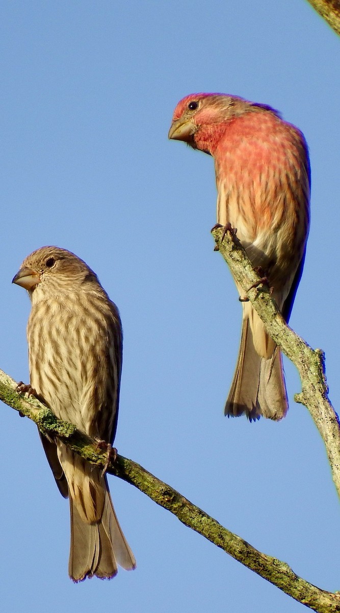 House Finch - Deirdre Robinson