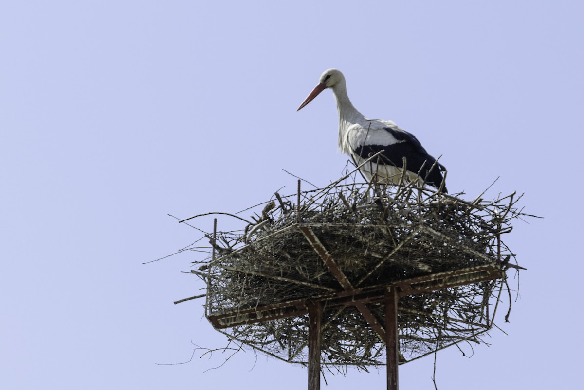 White Stork - Robert Johnson
