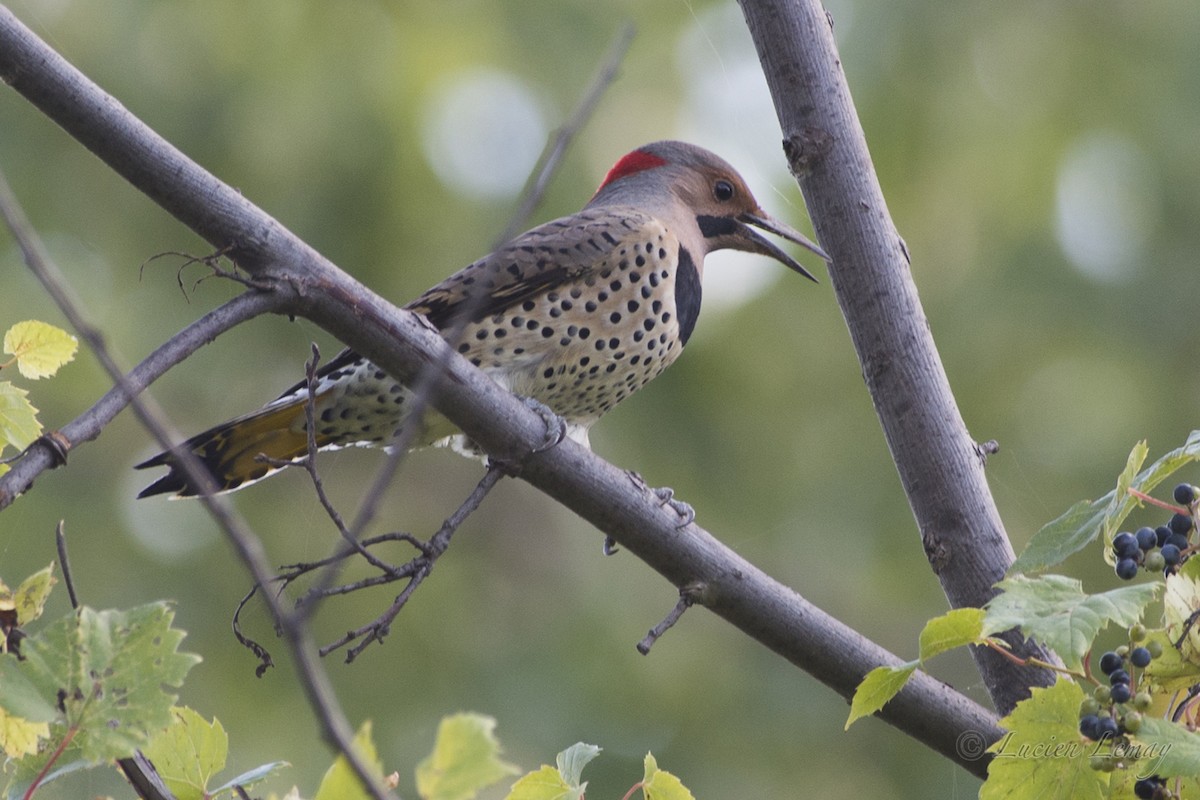 Northern Flicker - Lucien Lemay