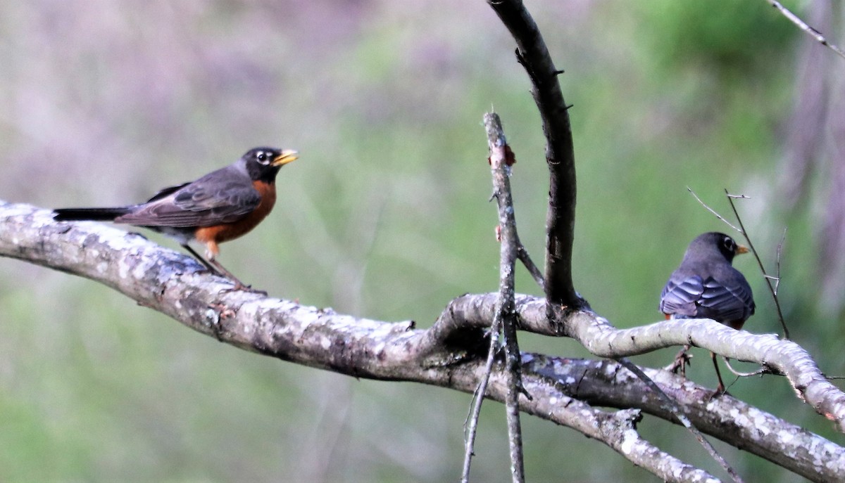 American Robin - ML70971211