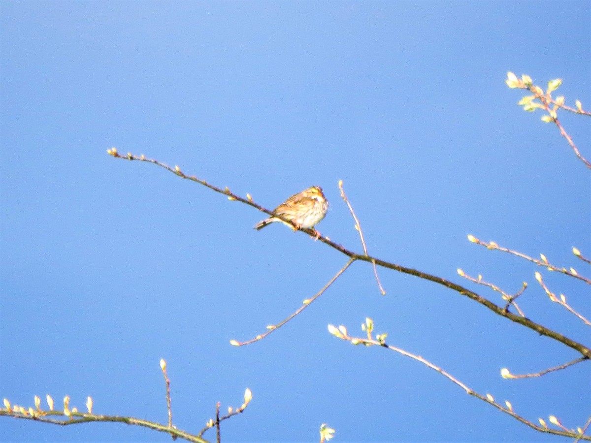 Savannah Sparrow - ML70971381