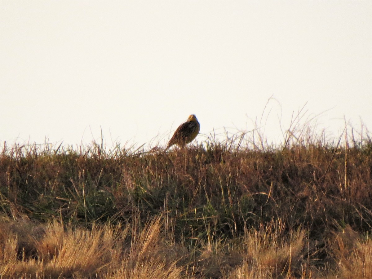 Eastern Meadowlark - ML70971661