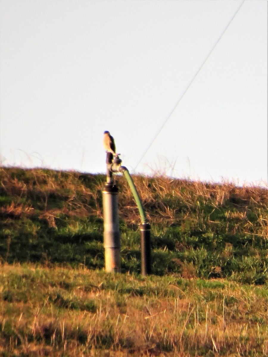 Cooper's Hawk - ML70971671